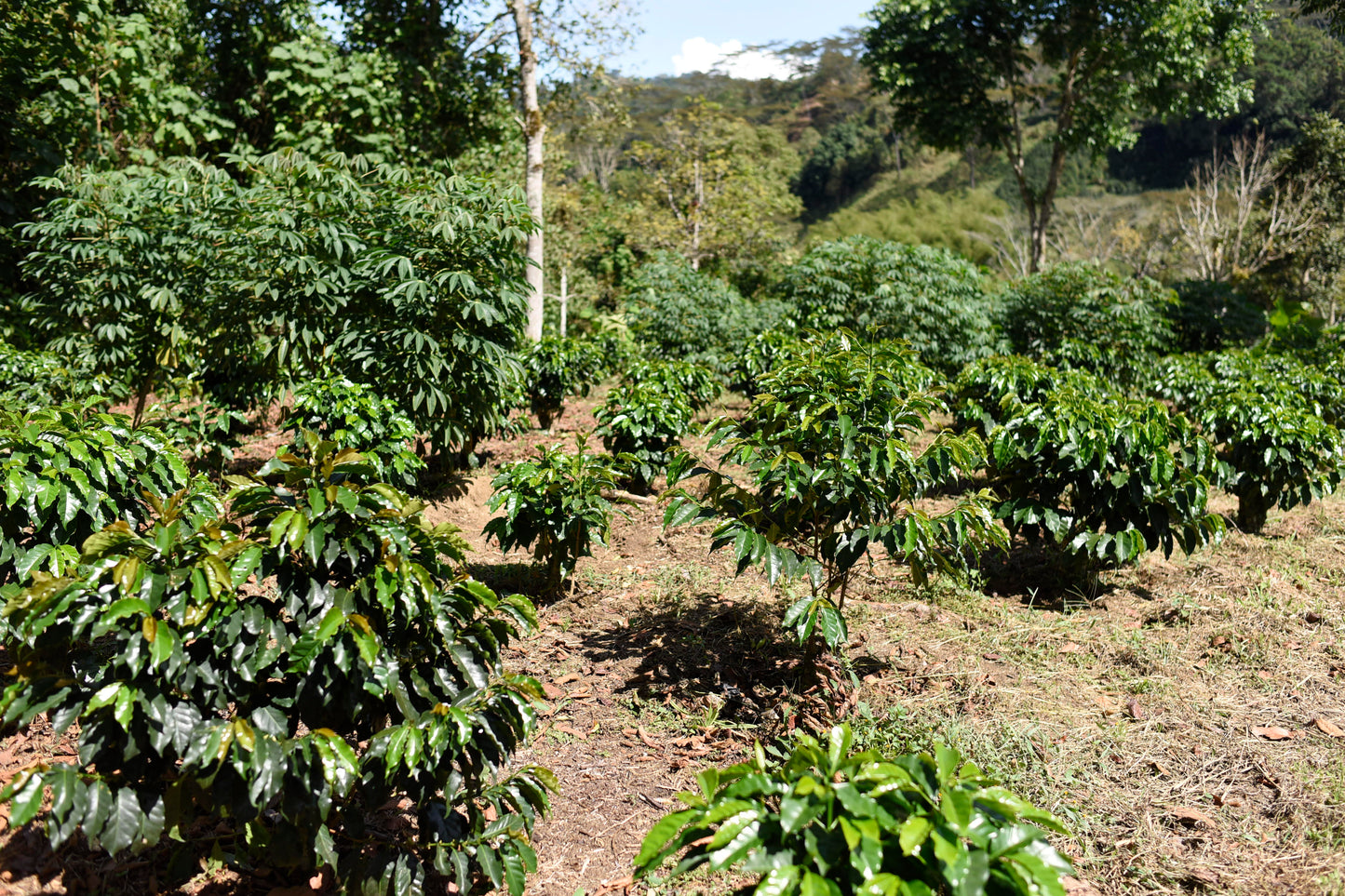 Graciela's Anaerobic Red Honey Papayo Bourbon Filter, Colombia