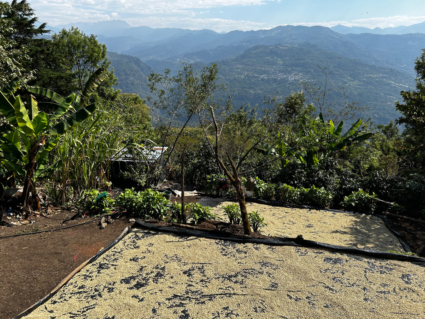 Primavera Sisterhood Filter, Guatemala