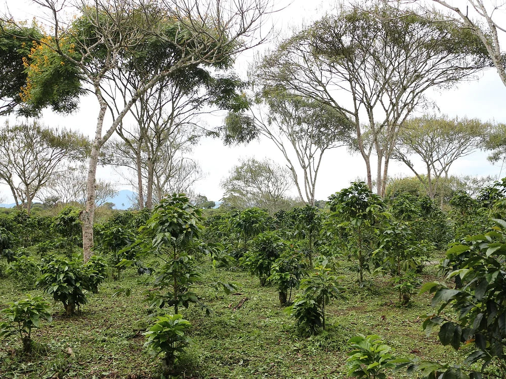 El Bombo Espresso, Colombia (Organic)