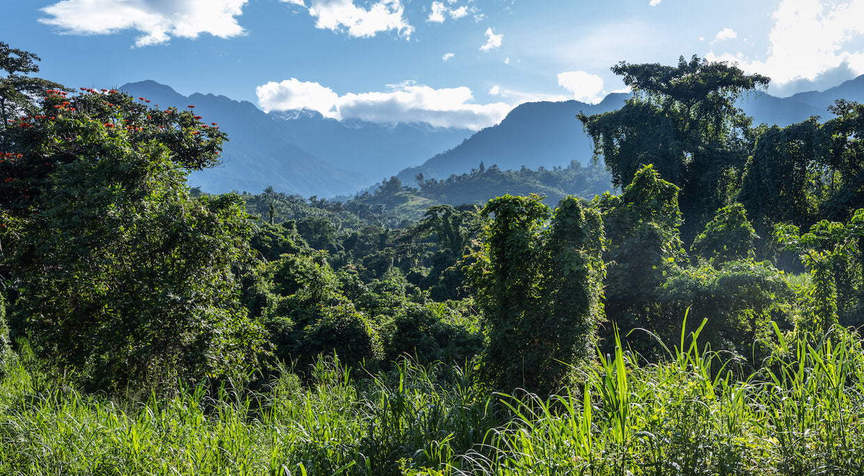 Women's Peace Coffee, DR Congo, Filter Roast (Organic)