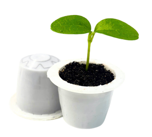 15 Compostable Coffee Pods, Colombia (Organic)