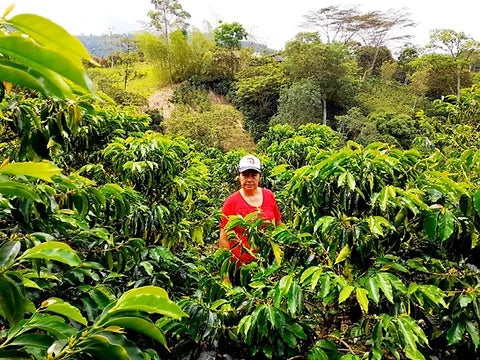 El Bombo Espresso, Colombia (Organic)