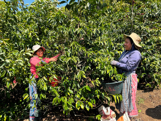 Primavera Sisterhood Espresso, Guatemala