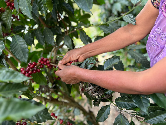 Primavera Sisterhood Espresso, Guatemala
