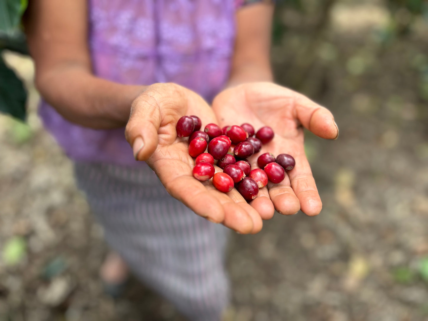 Primavera Sisterhood Espresso, Guatemala