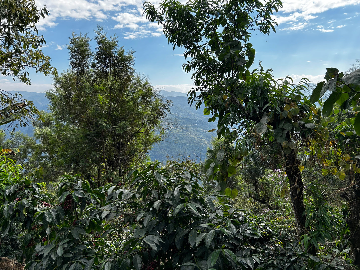 Primavera Sisterhood Filter, Guatemala