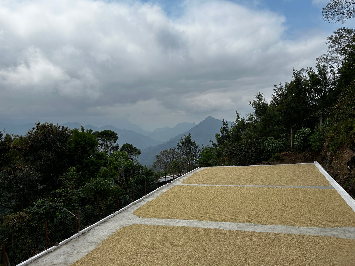 Primavera Sisterhood Espresso, Guatemala