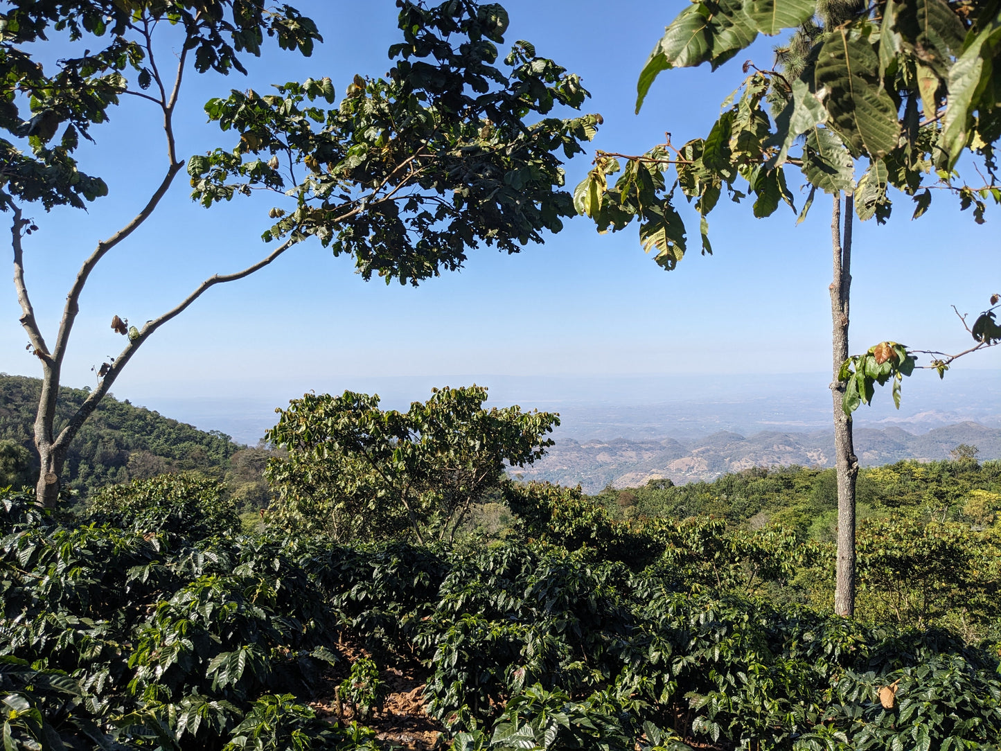 Primavera Sisterhood Espresso, Guatemala