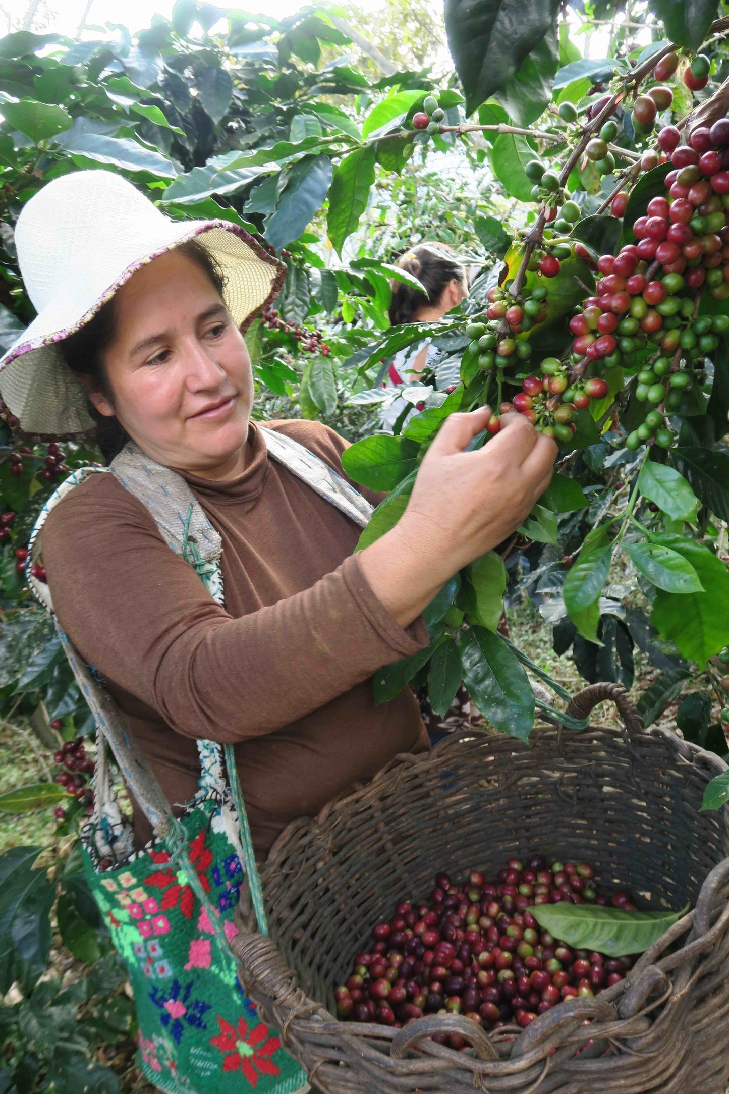 Café Femenino Swiss Water DECAF, Peru (Organic, Fair Trade)