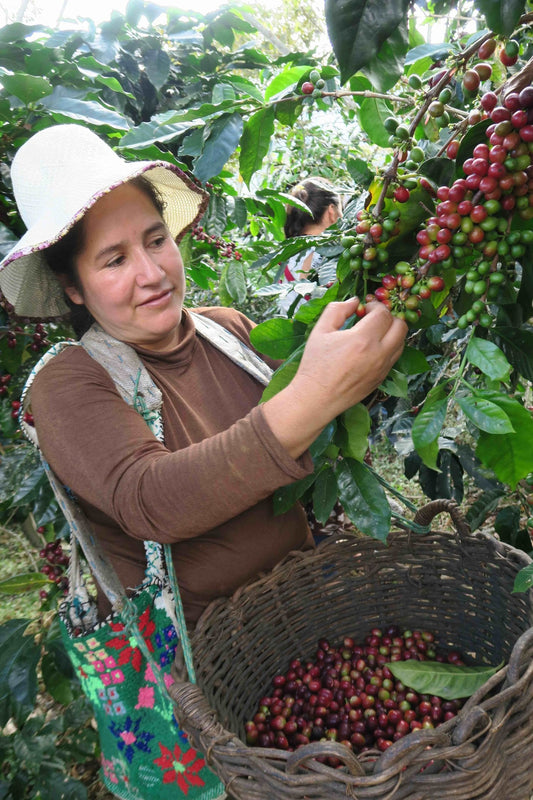 Café Femenino Cecanor Espresso, Peru (Organic, Fair Trade)