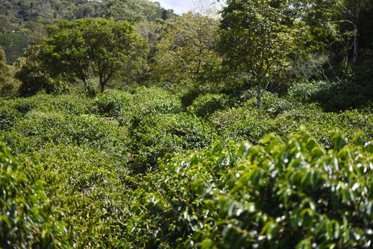 Graciela's Anaerobic Red Honey Papayo Bourbon Filter, Colombia