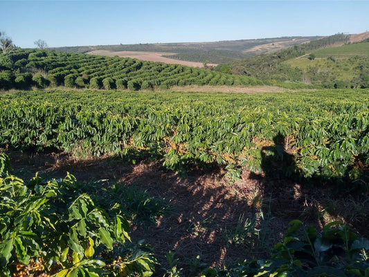 Maria Clara Carvalho Filter, Brazil