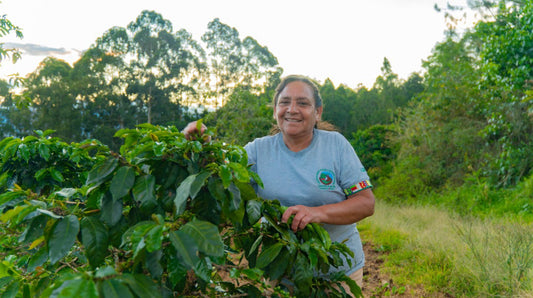 Cosecha de Mujer Espresso, Peru (Organic)