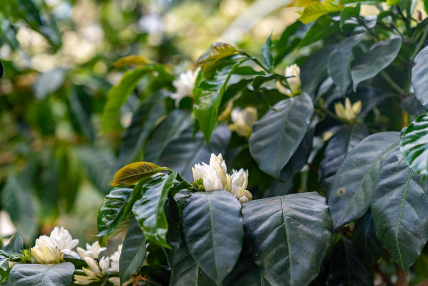 Cosecha de Mujer Espresso, Peru (Organic)