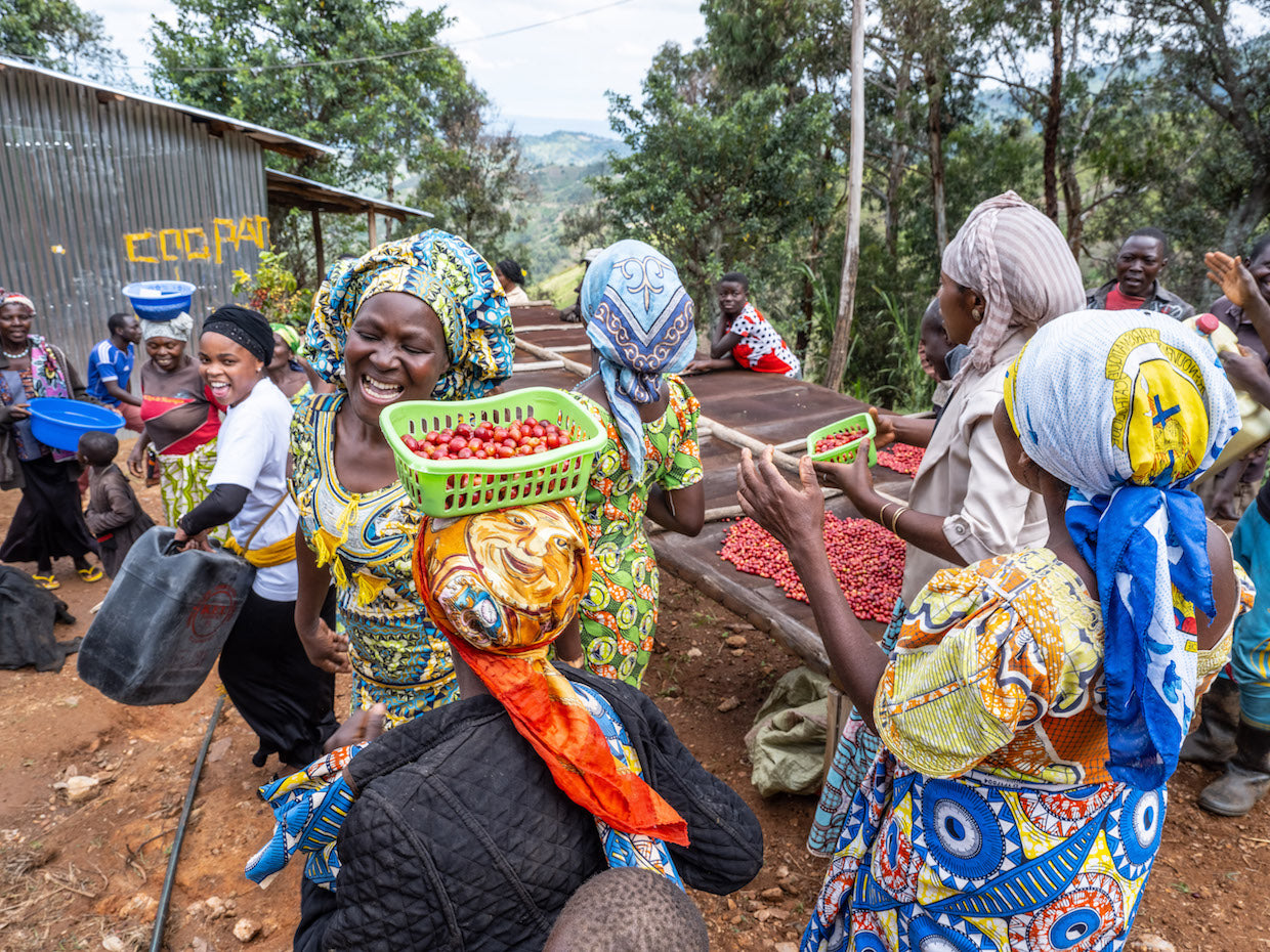 Women's Peace Coffee, DR Congo, Espresso Roast (Organic)