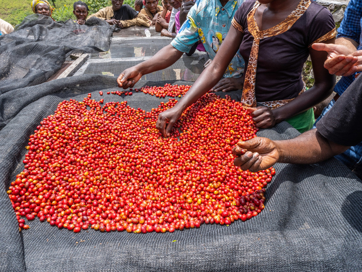 Women's Peace Coffee, DR Congo, Espresso Roast (Organic)